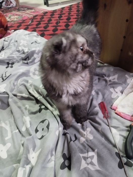 Britaniya flodi 100$