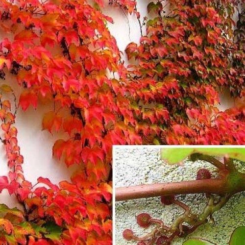 Vita de Vie Roșie (Canadiana )