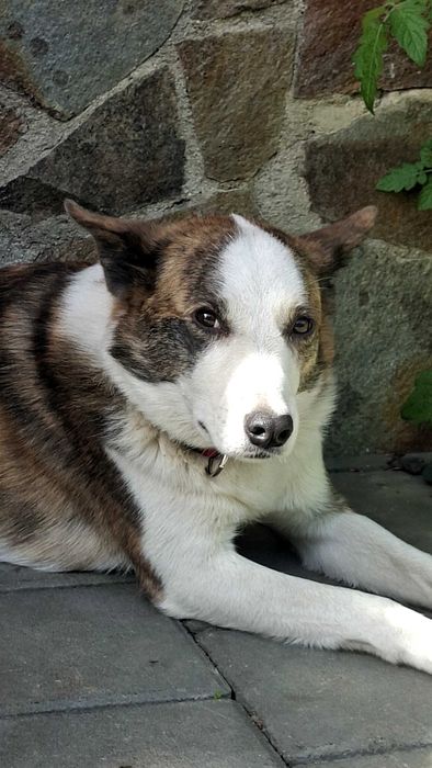 Caine spre adoptie