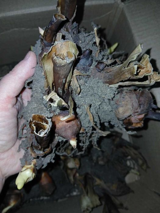 Цветы КАННЫ (клубни)