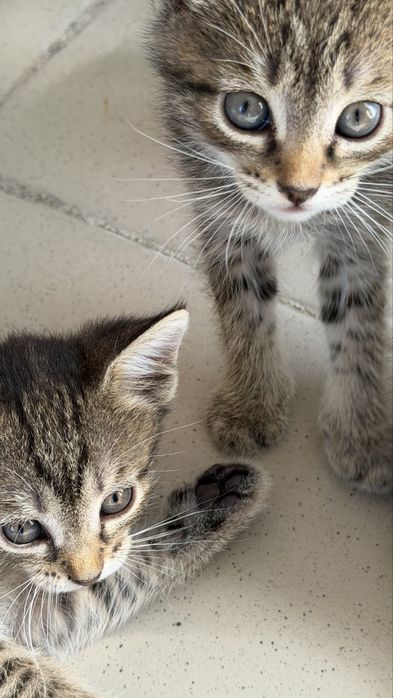 Котята бесплатно