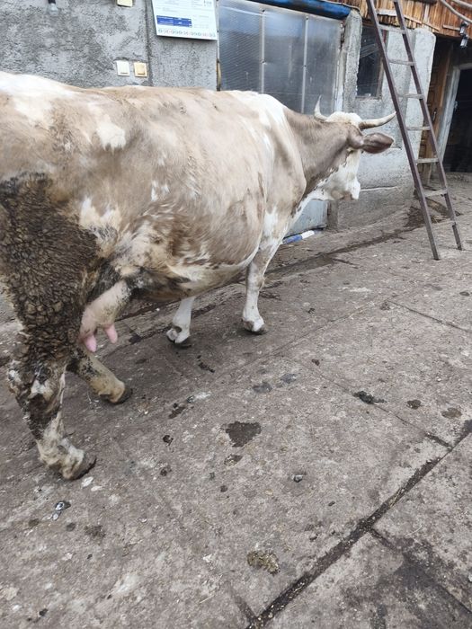 Vaca tânără de vanzare