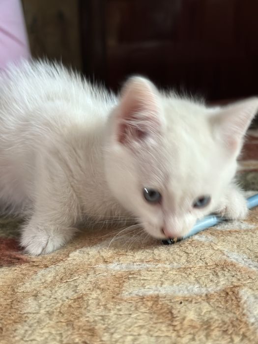 Очаровательные Котята Скоттиши