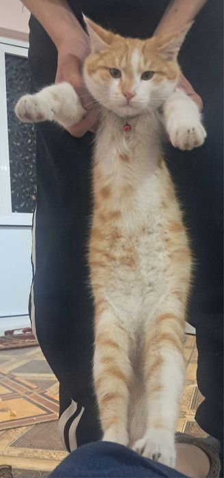 Uy mushugi erkek