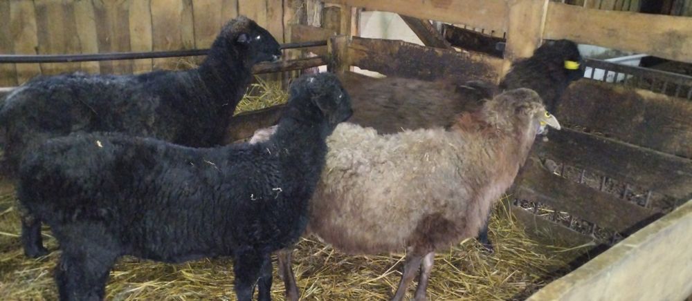 Кой. Токты семиртилген