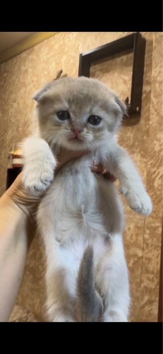 Продаются котята фолд и страйт