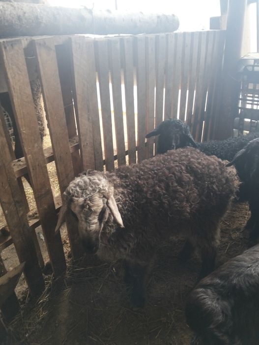 Көк қозы сатылады еркек