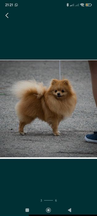 Стрижка кошек и собак