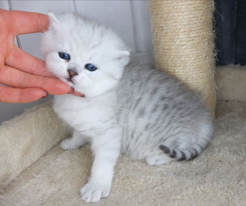 Британско коте сребърна чинчила