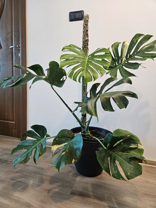 Monstera Thai Constelation
