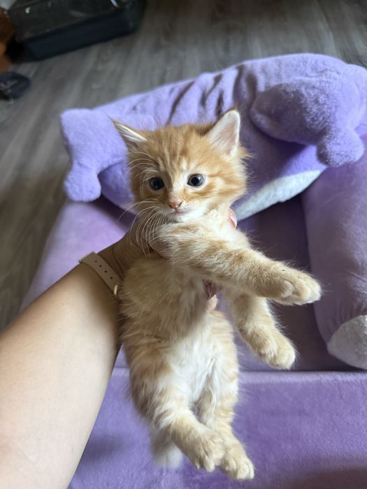 Продам котят в добрые руки