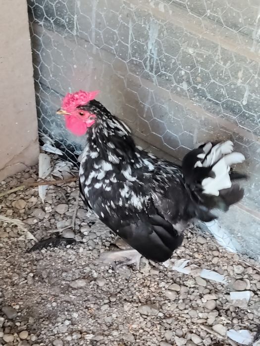Gainuse pitici și cocoșei moțat olandez
