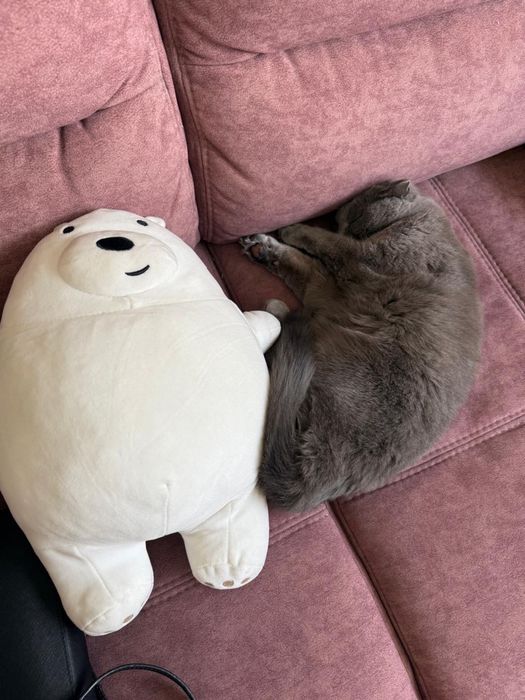Шотландская вислоухая кошка