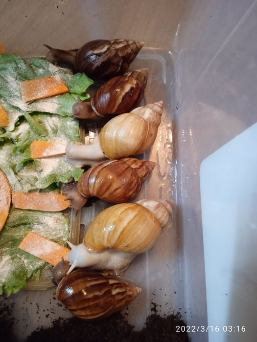 Косметологические Улитки ахатины