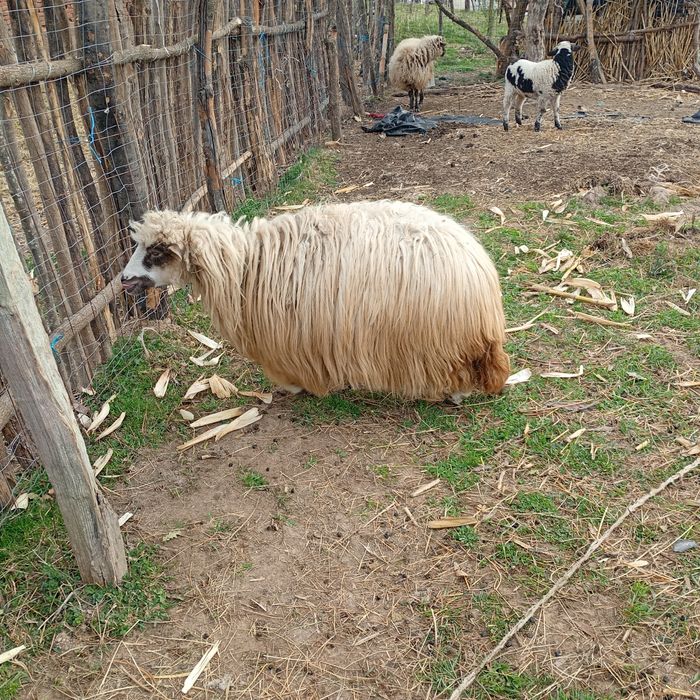 De dat două oi tinere Vălișoara Deva