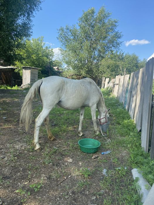 Лошадь кабыла породистая