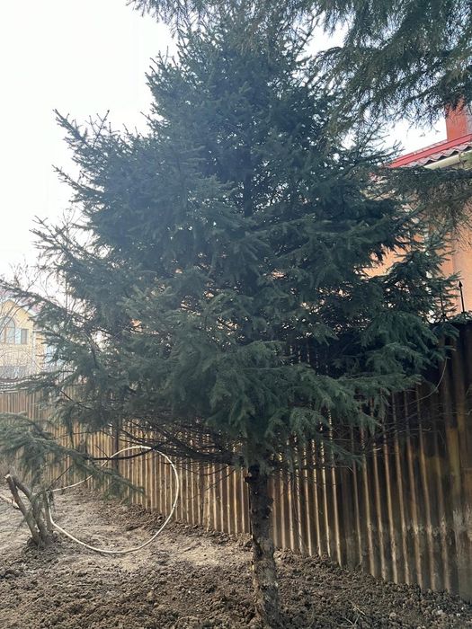 Ёлка натуральная