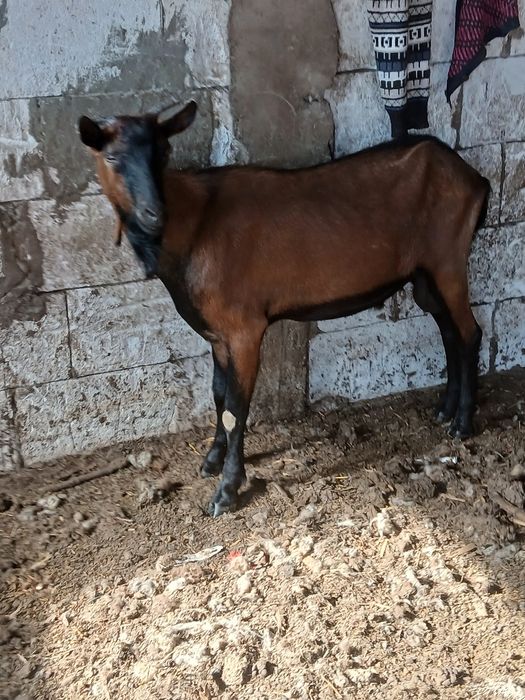 Alpin francez  de vanzare