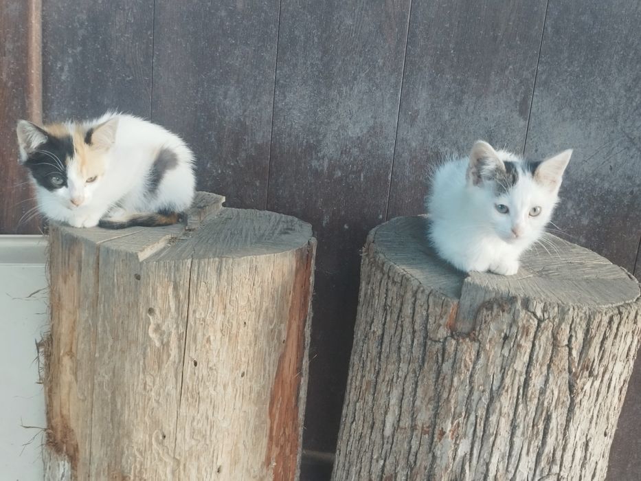 Подарявам шарени котенца