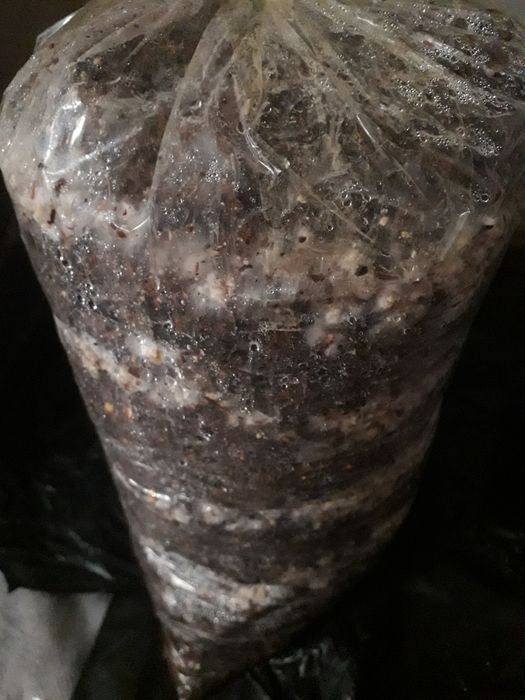 Грибы готовые блоки        .