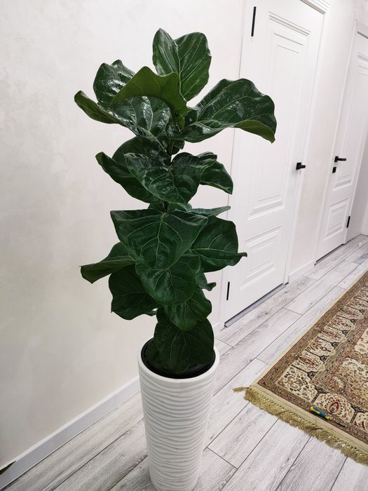 Домашние растения, доставка