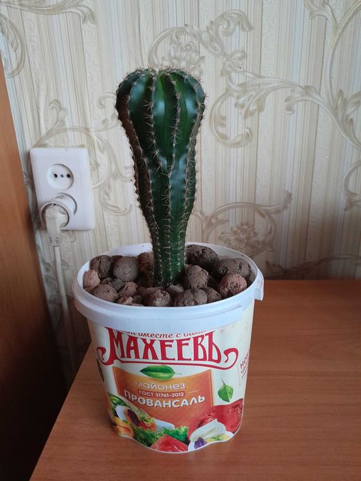 Кактус среднего размера продам