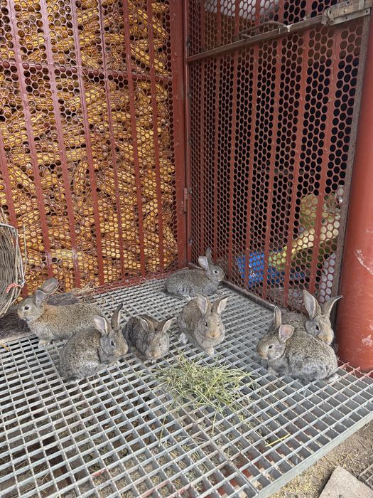 Iepurasi urias german din parinti tatuati cu certificat 6 saptamani