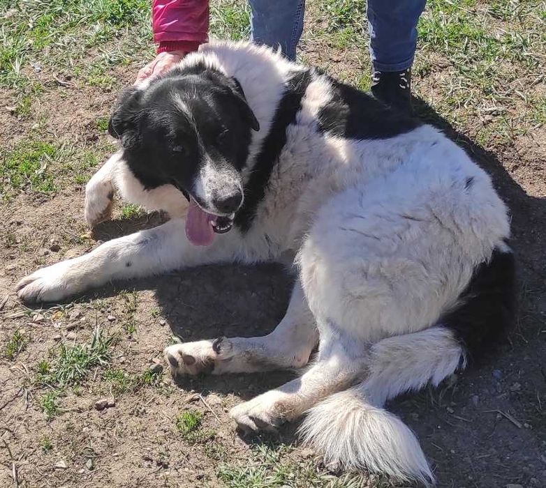 Осинови, за да спасиш живот!
