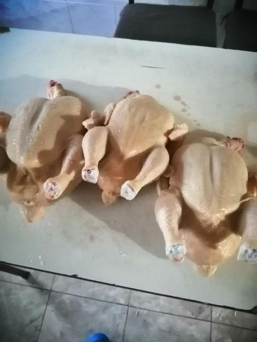 Pui și rațe de casă