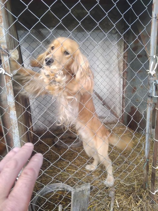 Продавам кучета.