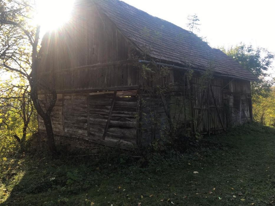 Sură veche - grinzi stejar