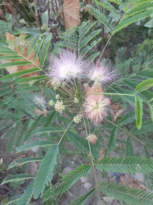 Manzarali gullar atirgul