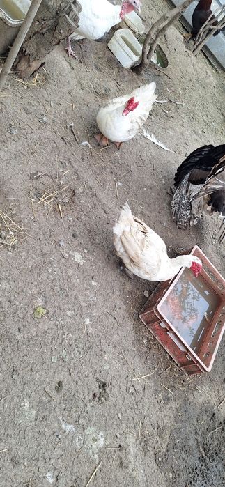 Неми патици екологични