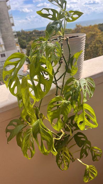 Монстера Monkey - 5 растения в красива кашпа