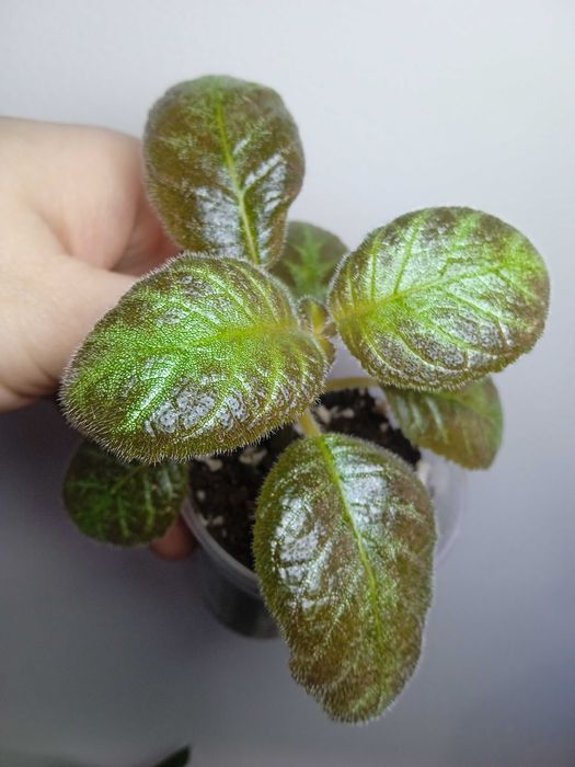 Продам эписции.. ...