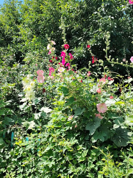 Картина цветочная