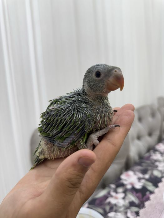 Продаётся птенец ожерелового попугая (Ringneck)
