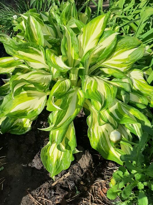 Продам хосту  «Файр энд Айс»