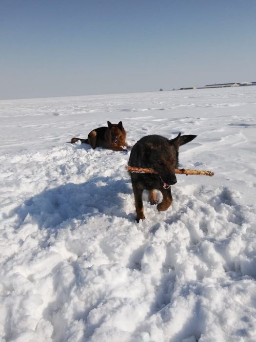 Продам щенков немецкой овчарки 2 месяца, кушают сами