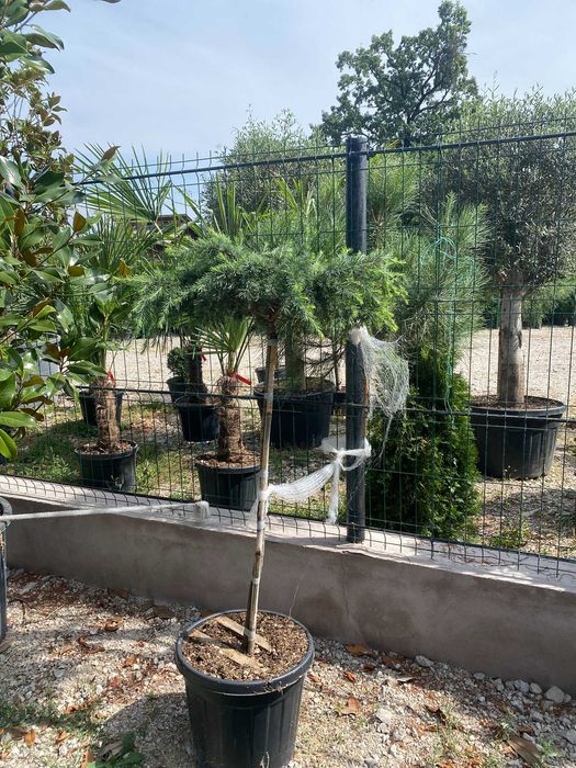 Plante pentru Peisagistica si Spatii Verzi