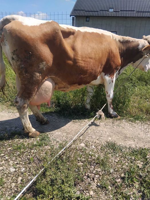 Vand vaca baltata romaneasca