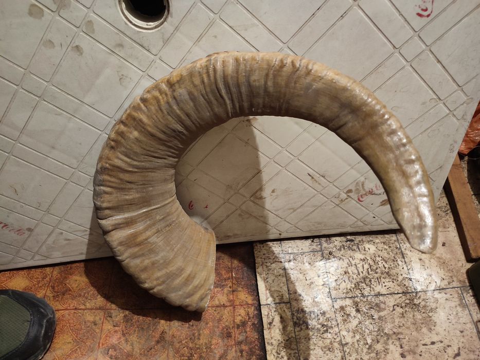 Продам рога сувенирные.