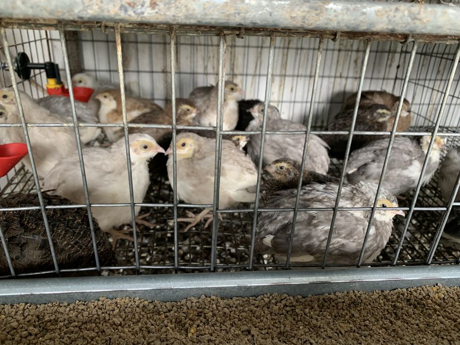 Oua si Pui Prepelita  celadon polar jumbo