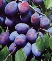 Prune de vânzare