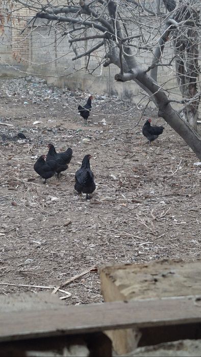 Damashni tovuqlar sotiladi