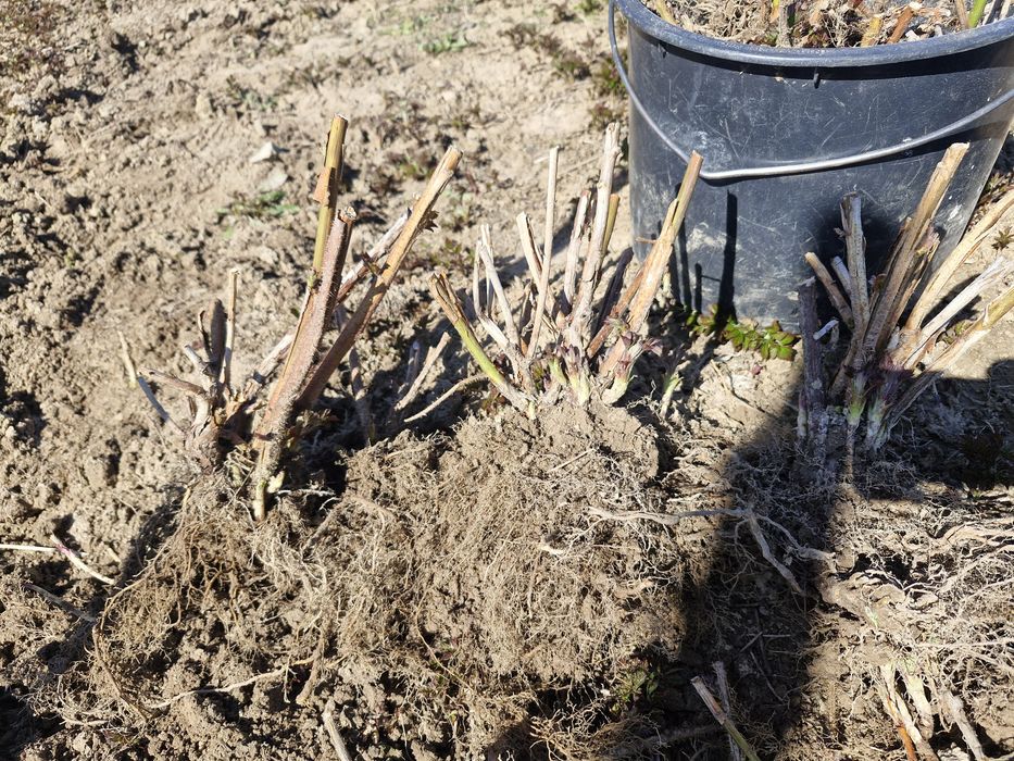 Butași zmeură Opal