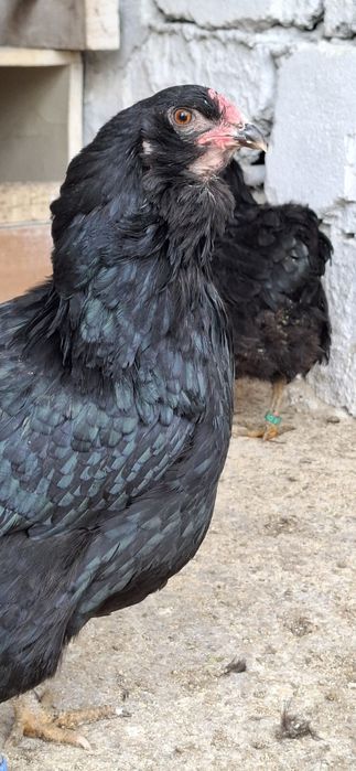 Ouă Araucana Negru/Albastru Incubat