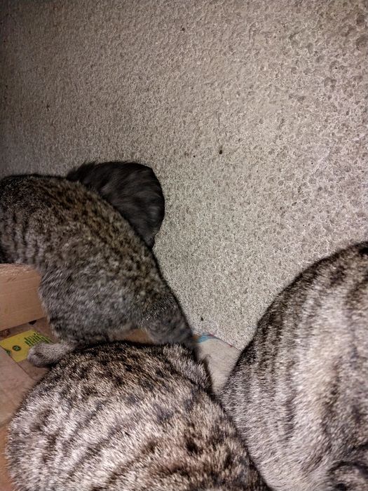 Красивые  котята