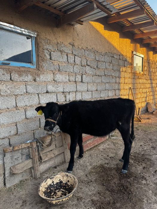 Бұзау сатылады, Асиларық