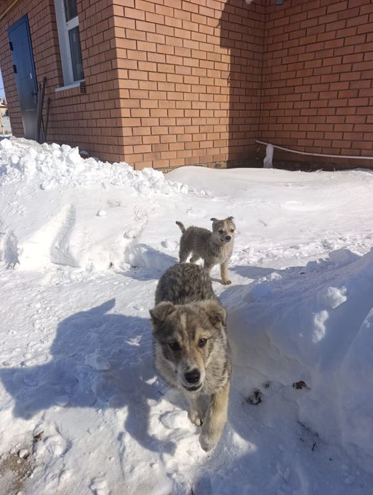 Отдам кабелька .